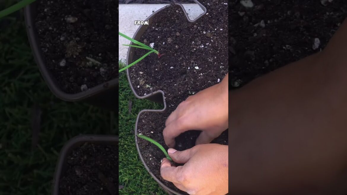 The #1 Mistake Gardeners Make When Growing Onions! 🌱🚫