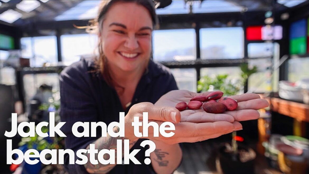 Growing a giant beanstalk?! (Maniacly happy gardener) | VLOG