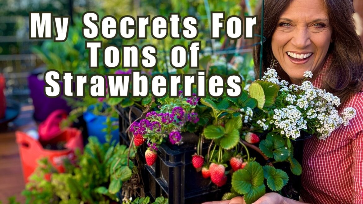 CaliKim: Big, Juicy Strawberries: My Top Secrets for Growing TONS This Spring! Big, Juicy Strawberries: My Top Secrets for Growing TONS This Spring!