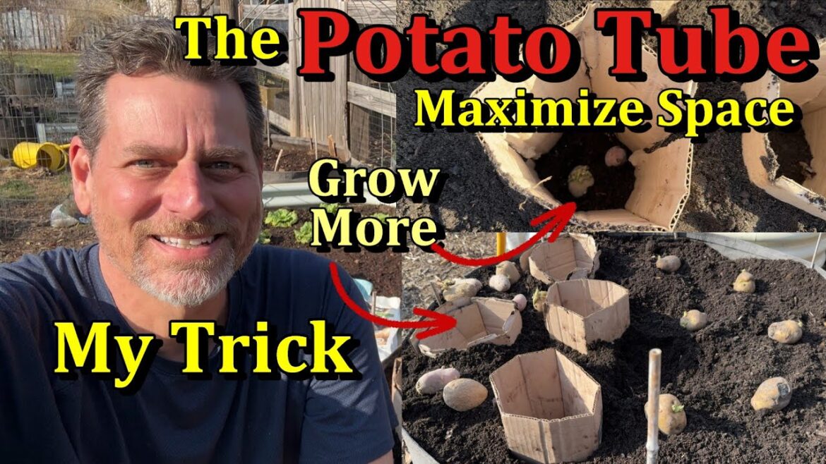 Gary Pilarchik: Increase Potato Production in Garden Containers with a Potato Tube (How to Make & Use Them) Increase Potato Production in Garden Containers with a Potato Tube (How to Make & Use Them)