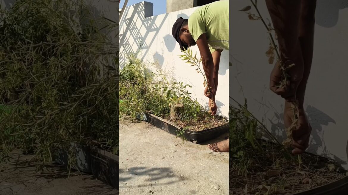 क्या आपने कभी ये देखा है ? #kitchengarden #garden #shorts