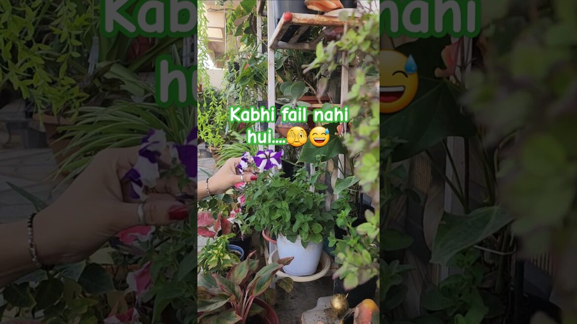 kabhi fail nahi hui🫣🤗#garden#gardening#plants#flowers#gardeningtips#shorts#mybeautifulgarden