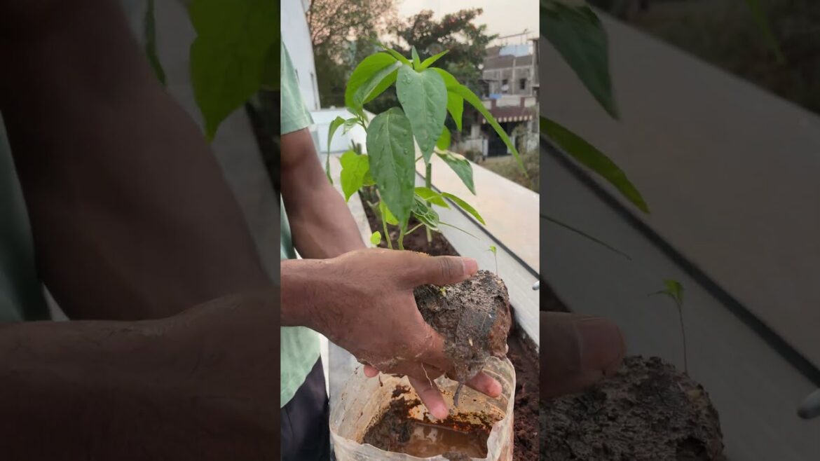 Planting Happiness in Our Rooftop Garden – From Old Home to New Beginnings! 🌱 Planting Happiness in Our Rooftop Garden – From Old Home to New Beginnings! 🌱