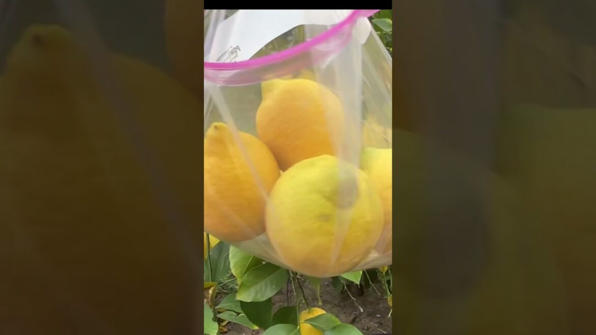 Backyard Edible Garden in Los Angeles, California #shorts #gardening #gardenideas #satisfying