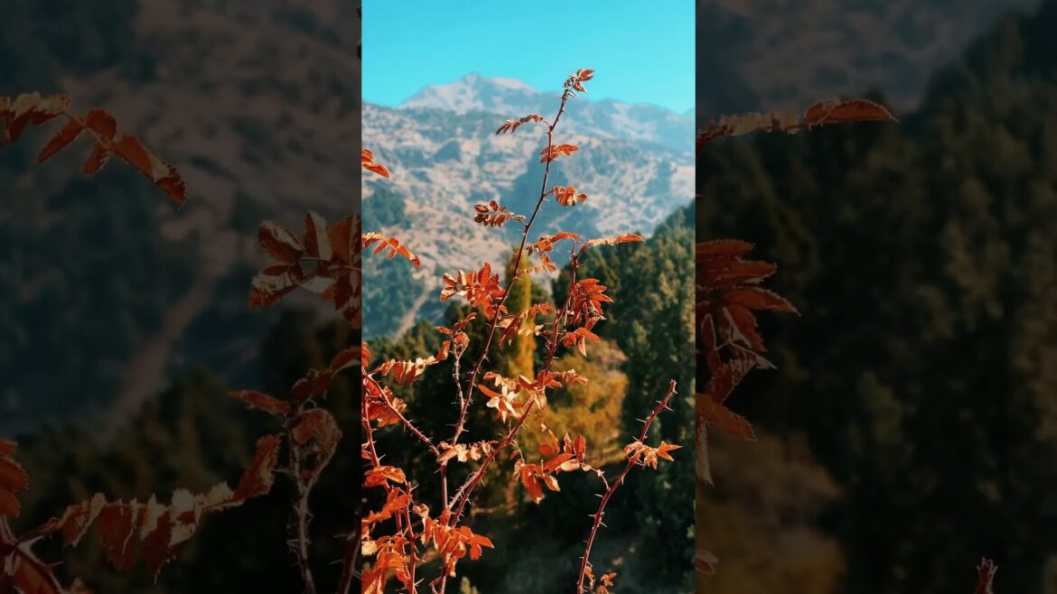 Plant autumn mountains #gardening#grow your own food#gardening tips#ramkichidiya