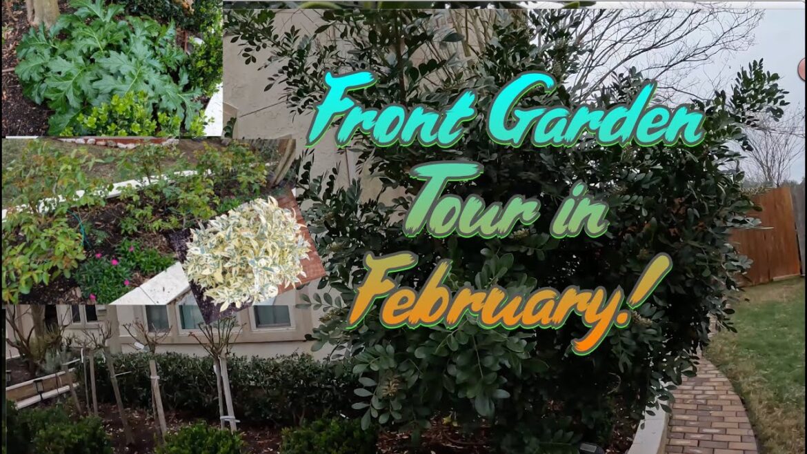 Feb Front Garden Tour in suburban Houston – Baseline 2025 #gardentour #zone9garden #texasgarden Feb Front Garden Tour in suburban Houston - Baseline 2025 #gardentour #zone9garden #texasgarden