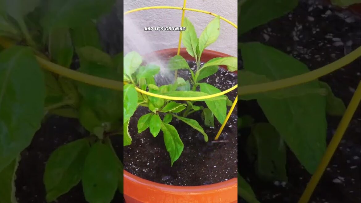 How to Grow & Harvest Longevity Spinach in Containers – Easy Plant Care Tips! 🌿