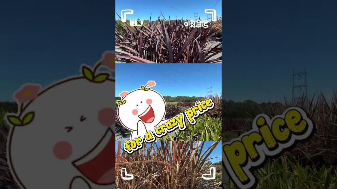 🌿 Join Us TODAY for Our Growers Direct Flash Sale LIVE! 🌿