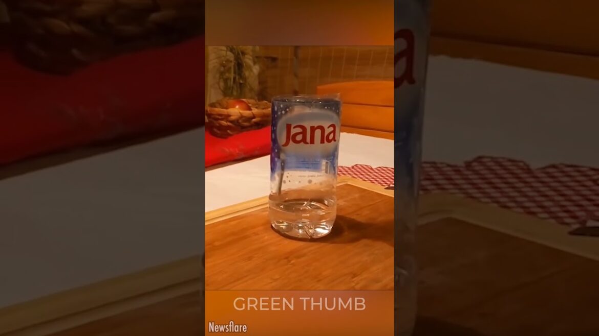 Ultimate Plastic Bottle Plant Watering Trick