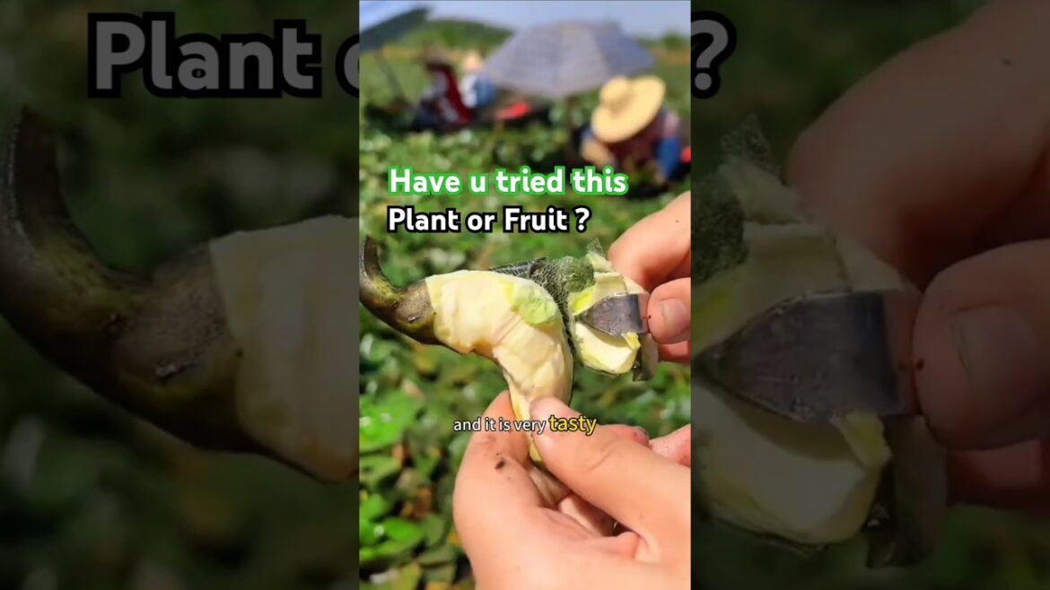 Have u tried this Strange ‘Fruit’ Grows in Water from Rural China？#food#chinesefood #美食#farm#snacks