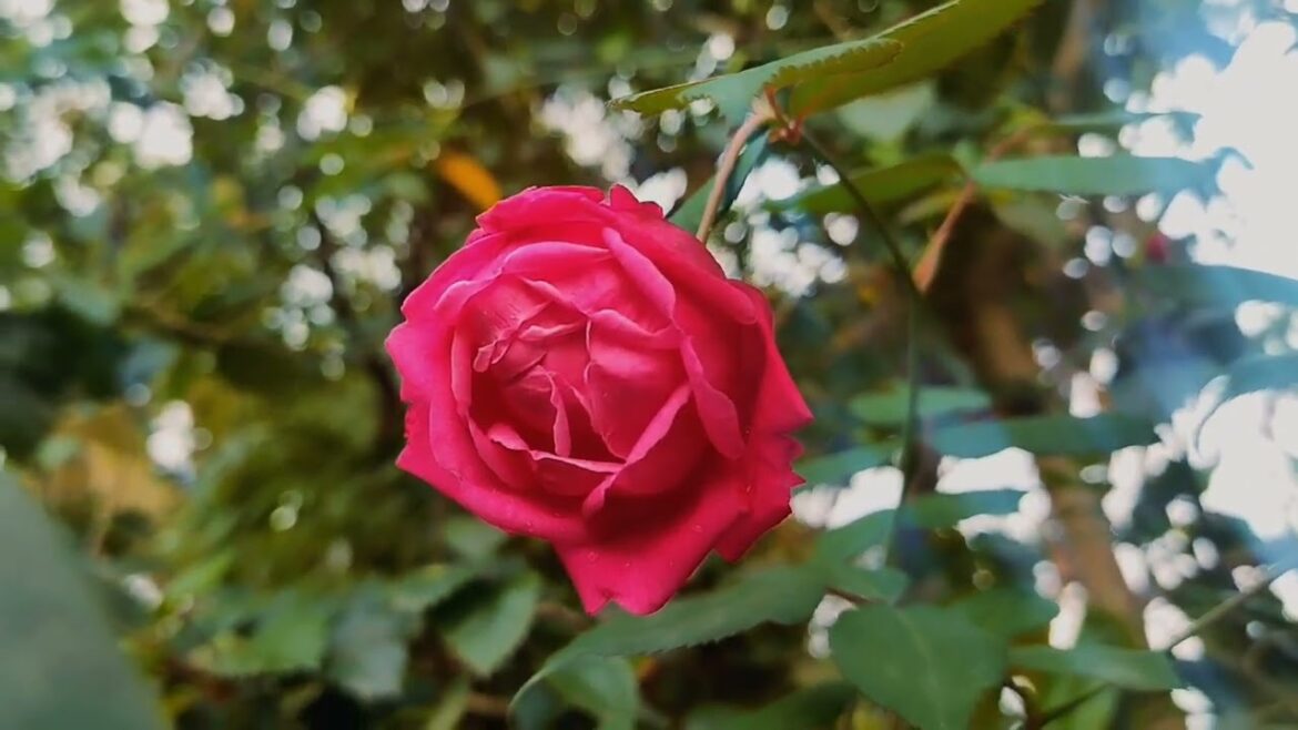 My Flower Gardening, Multiple Flowers Of My Garden, Beautiful Flowers In My Garden