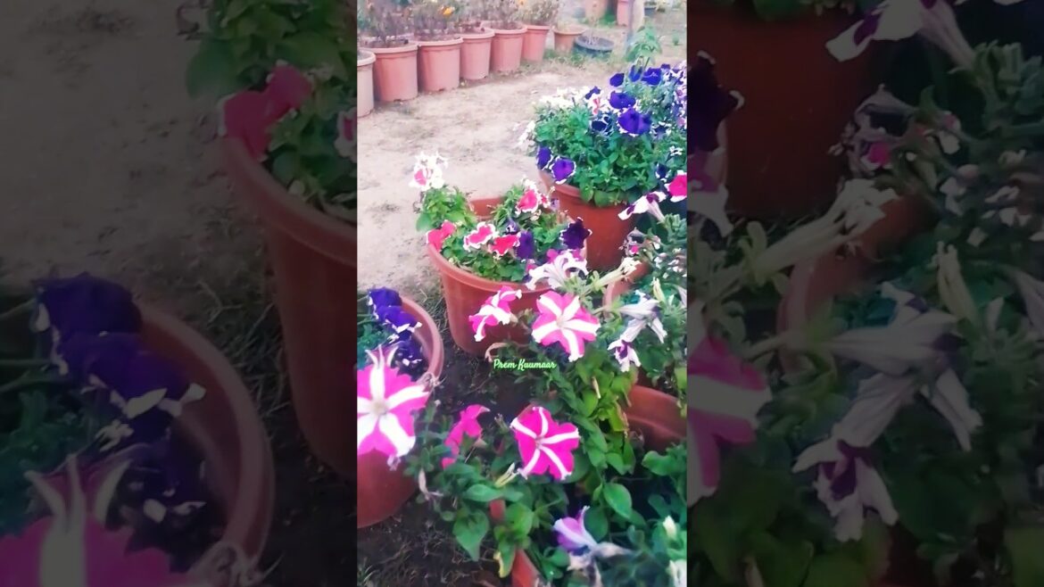 Very Butifful Garden #fulwari #nature#raigarh#jashpurvlog – Prem Kuumaar π KUKRICHOLI Baablu#views Very Butifful Garden #fulwari #nature#raigarh#jashpurvlog - Prem Kuumaar π KUKRICHOLI Baablu#views