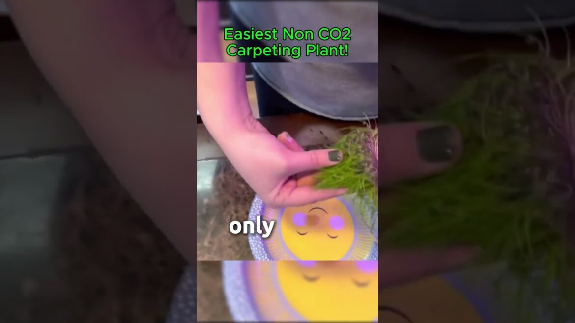 Dward Hairgrass Plant