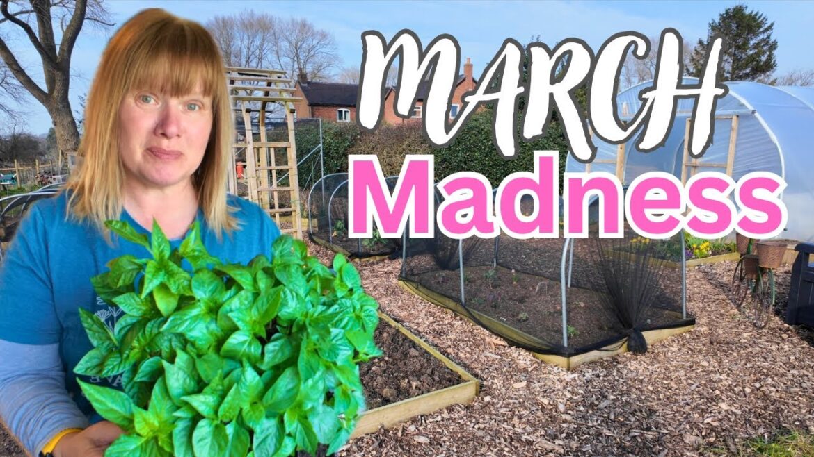 Seedling Progress, Potting On & Huge Vegetable Garden News