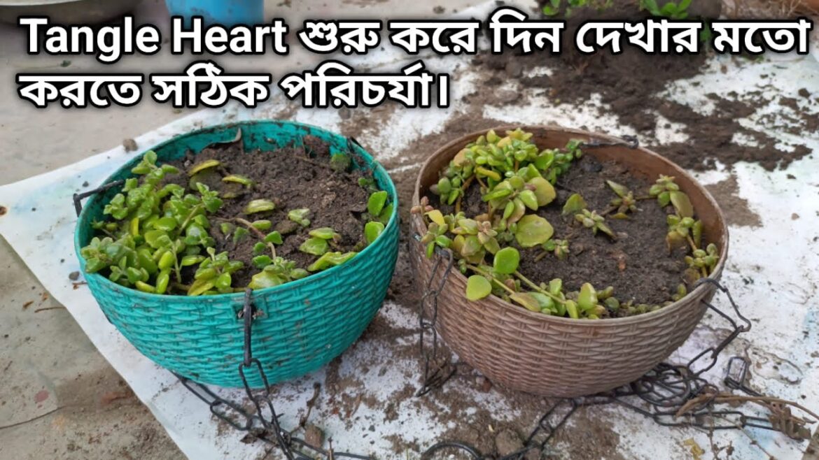 Tangle Heart  এখন থেকে শুরু করুন দেখার মত হবে ।। gardening tips and tricks
