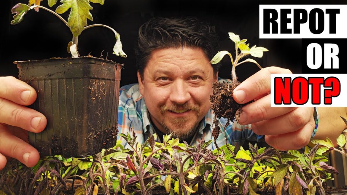 3 Reasons To Repot Your Seedlings – Garden Quickie Episode 239 3 Reasons To Repot Your Seedlings - Garden Quickie Episode 239