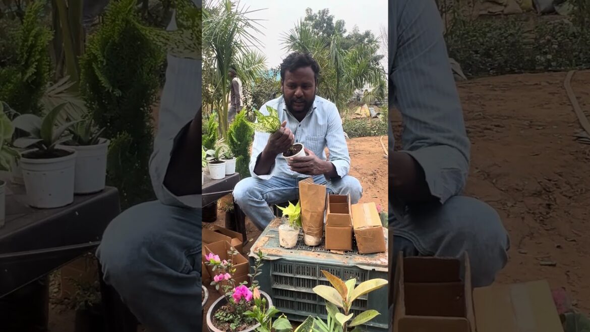 Snow White Plant - Plantagrotech #plants #garden #indoorplants #houseplants #plantsupplyservices