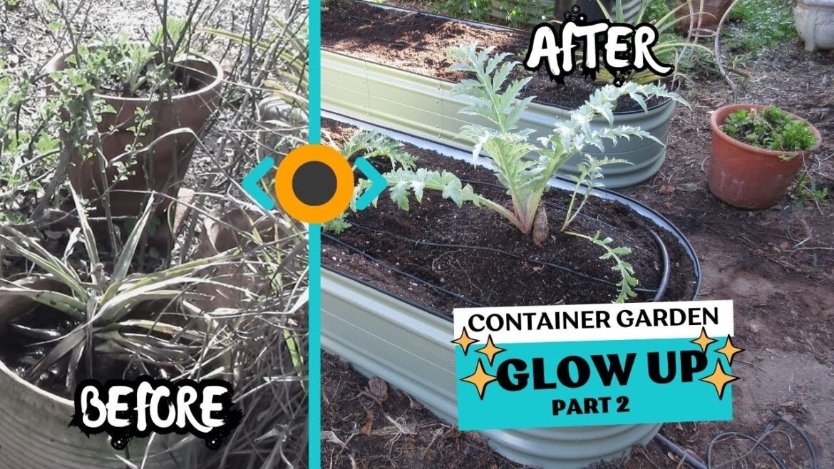 A Container Garden Glow-Up With Vego Garden - Part2