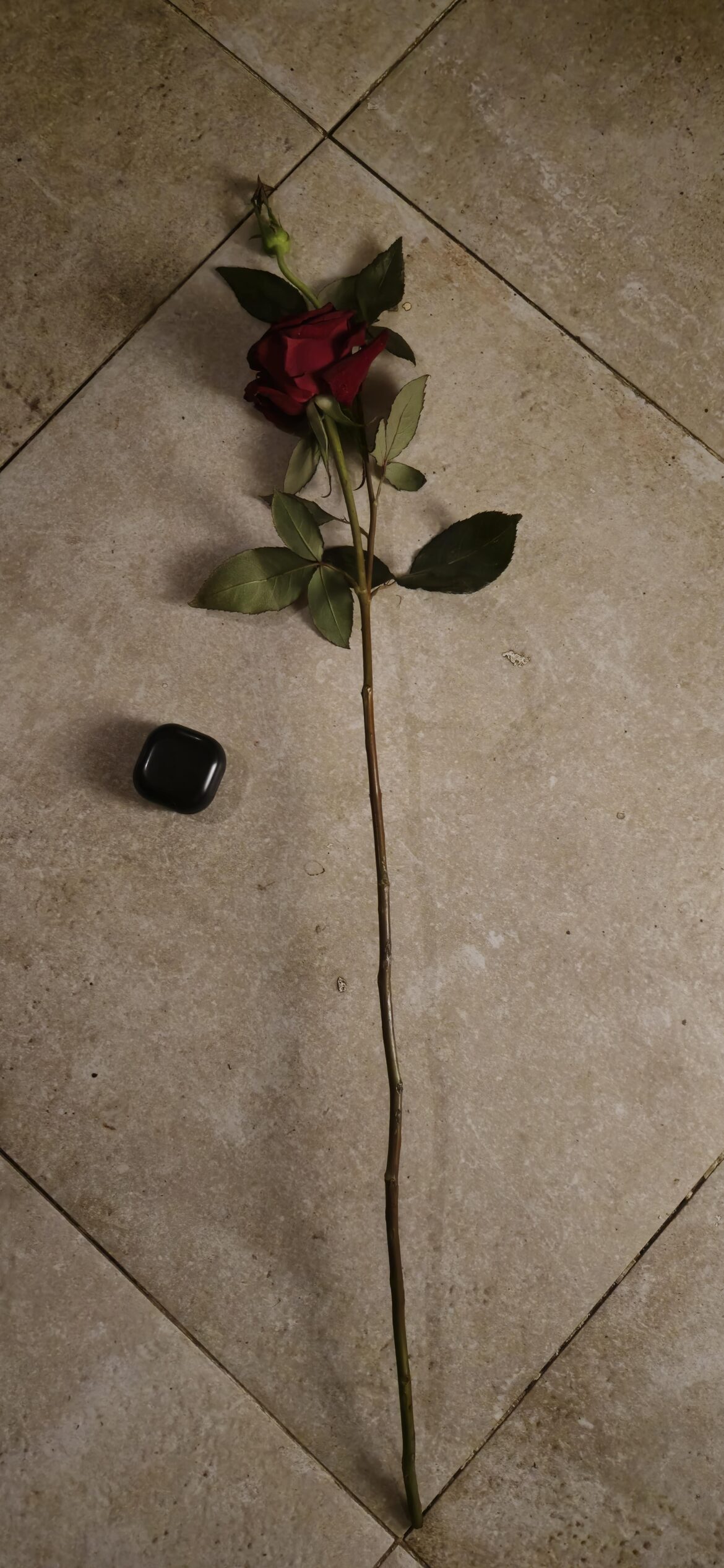 Please help me propagate this rose stem! (Airpods for scale)