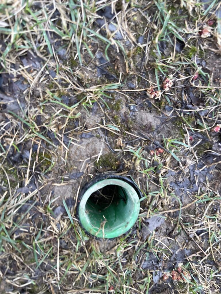 Random thing in my lawn.