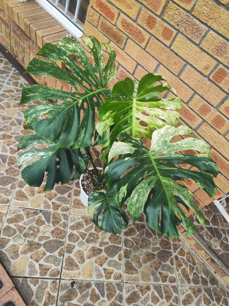 Deliciosa Sphinx