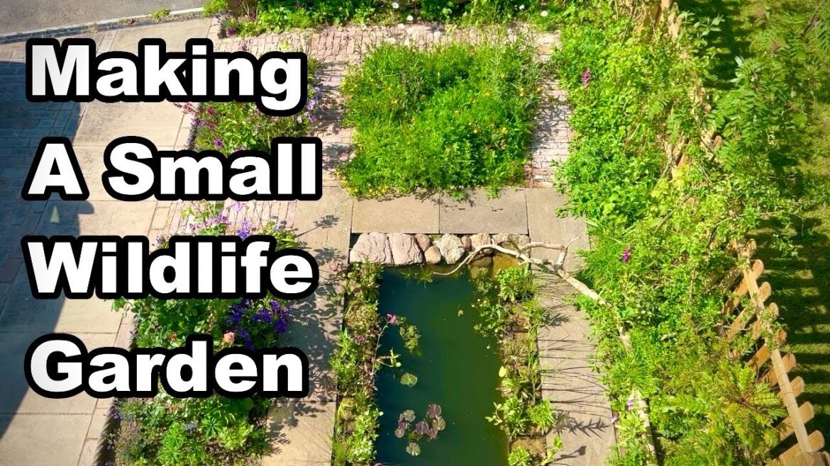 I Built A Small Wildlife Garden & So Much Wildlife Came