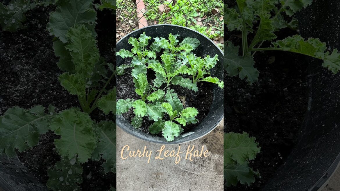 Curly Leaf Kale #vegetable #fall garden #kale #curly leaf kale #vegetable #gardening #whiskey barrel
