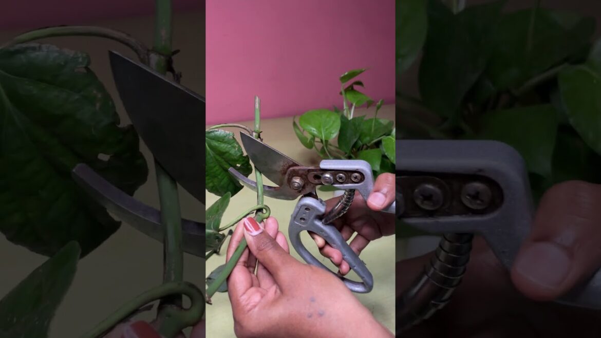 DIY: Propagate a Pepper Plant from a Cutting! DIY: Propagate a Pepper Plant from a Cutting!