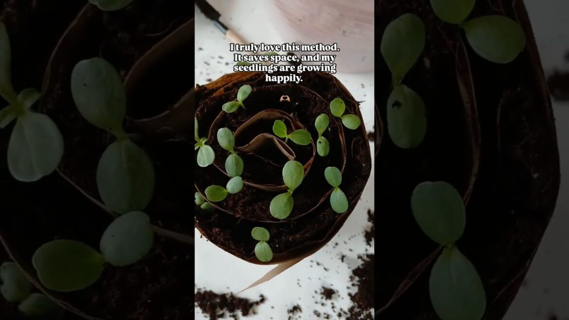 Seed Snail Method | Up Potting Seedlings | Container Garden | Small Space Gardening 🌱