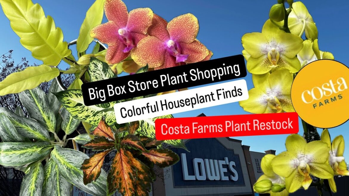 New Costa Farms Houseplants Trending Tropicals Exotic Angels Big Box Store Plant Shopping Lowe’s New Costa Farms Houseplants Trending Tropicals Exotic Angels Big Box Store Plant Shopping Lowe's