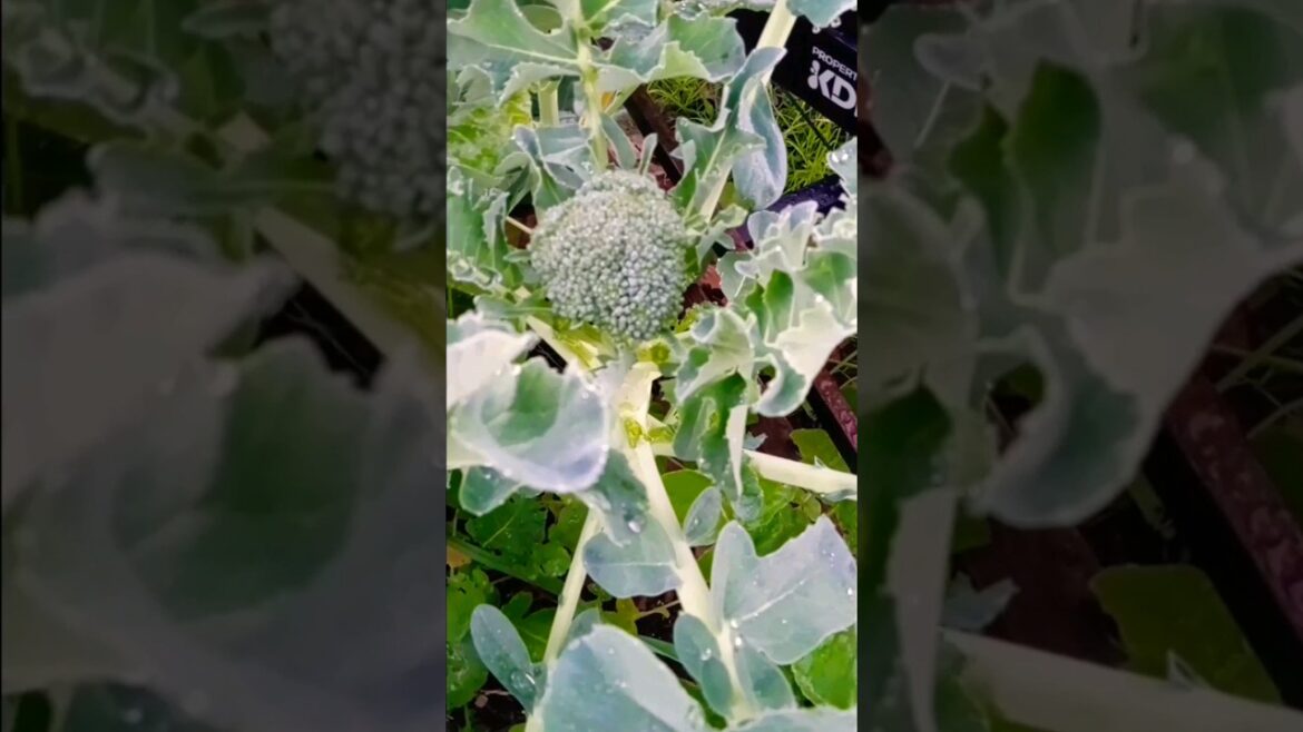 Broccoli, All parts are Edible #shorts #texasgarden #broccoli