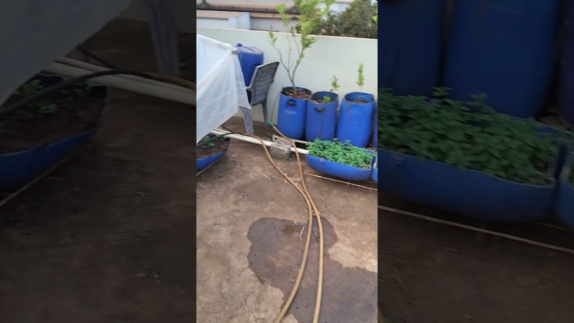Summer vegetables in pots |  Rooftop Gardening | Vegetable Gardening