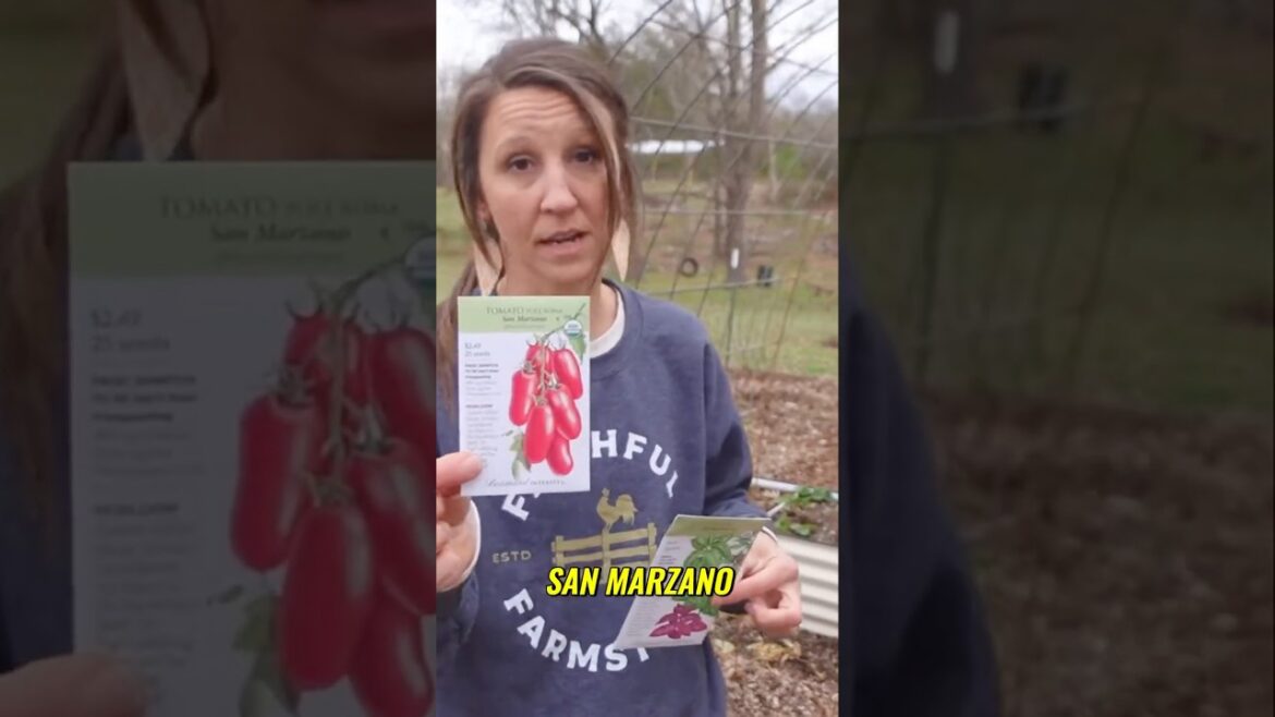 Growing Tomatoes and Basil Together   Top 5 Garden Plants for Beginners