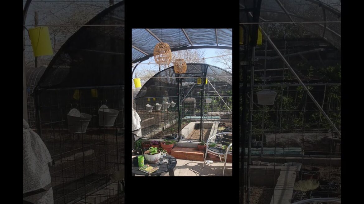 Garden Tip Yellow Sticky Traps For Pest Management #gardening #gardentips #nochemicals #veggies Garden Tip Yellow Sticky Traps For Pest Management #gardening #gardentips #nochemicals #veggies