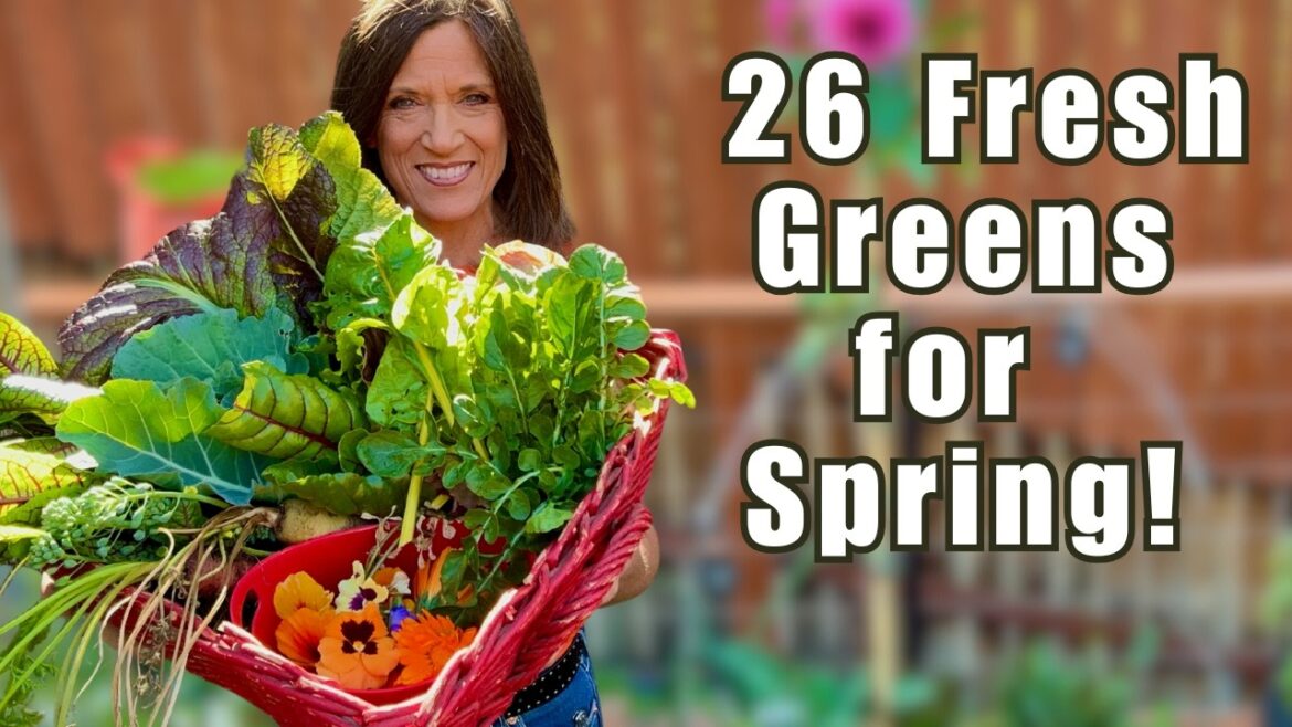 CaliKim: Harvesting the Ultimate First Day of Spring Salad – 26 Organic Greens/Veggies! Harvesting the Ultimate First Day of Spring Salad - 26 Organic Greens/Veggies!