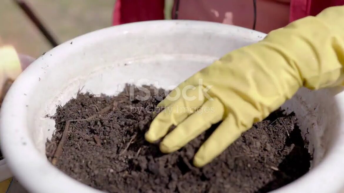 Container Gardening Ideas: Creative Ways to Grow Plants Using Bucket Gardening Container Gardening Ideas: Creative Ways to Grow Plants Using Bucket Gardening