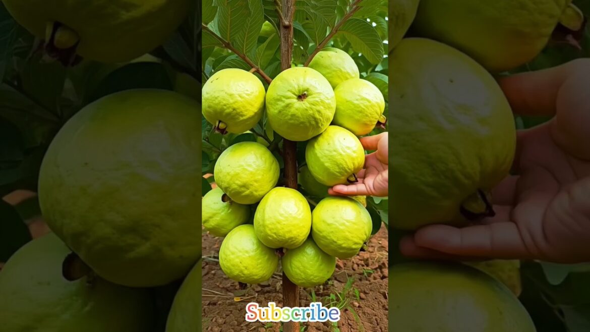 I Grew A Guava Tree In Just 45 Days