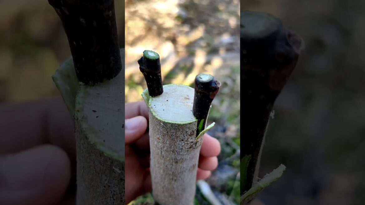 Plant grafting techniques easy process #farming #gardening #tools
