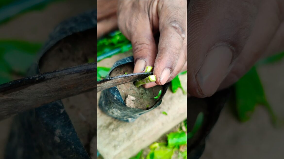 Hibiscus Plant Propagation: Easy Hibiscus Grafting Tutorial 🌺 #shorts Hibiscus Plant Propagation: Easy Hibiscus Grafting Tutorial 🌺 #shorts