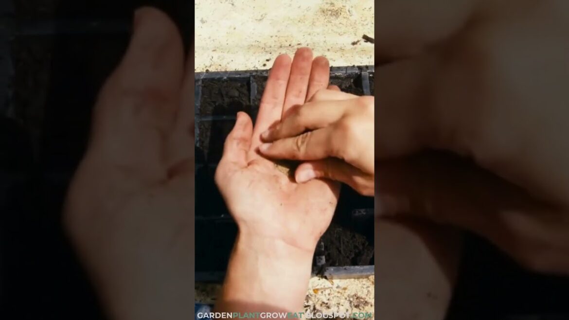 Microgreens. Ready to Eat in 10 Days!🌱#organicgardeningtips #microgreens #growyourownfood #gardening Microgreens. Ready to Eat in 10 Days!🌱#organicgardeningtips #microgreens #growyourownfood #gardening