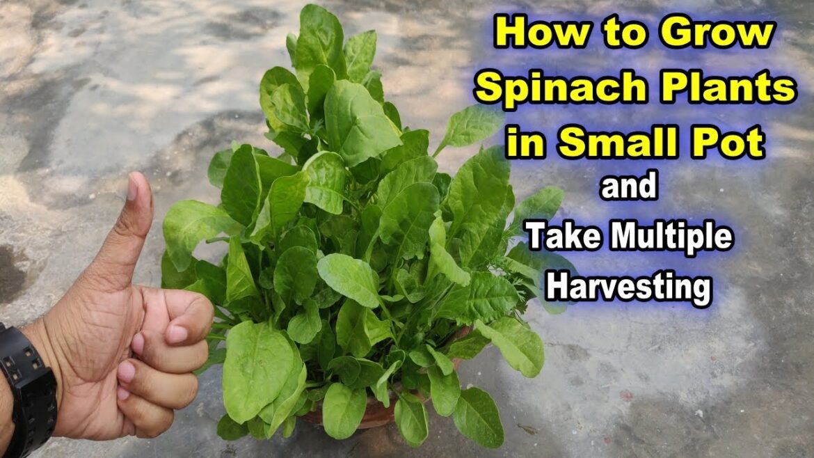 Ultimate Guide to Container Gardening: Grow Crunchy Spinach Like a Pro! 🌱 | Vegetable Gardening Tips