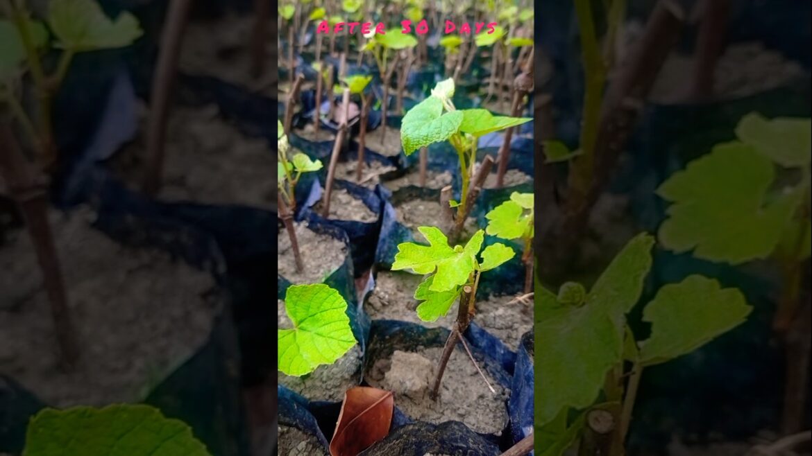 From Cutting to Vine: Grape Propagation Results! 🍇 #shorts From Cutting to Vine: Grape Propagation Results! 🍇 #shorts