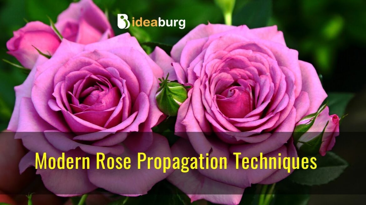Magical trick for plants to take root quickly | Modern Rose Propagation Techniques #diy #video Magical trick for plants to take root quickly | Modern Rose Propagation Techniques #diy #video