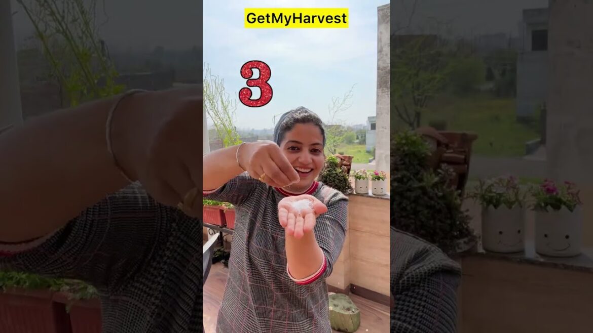 5 Best Garden Hacks | ये टिप्स बहुत काम आएंगी #gardenhacks 5 Best Garden Hacks | ये टिप्स बहुत काम आएंगी #gardenhacks