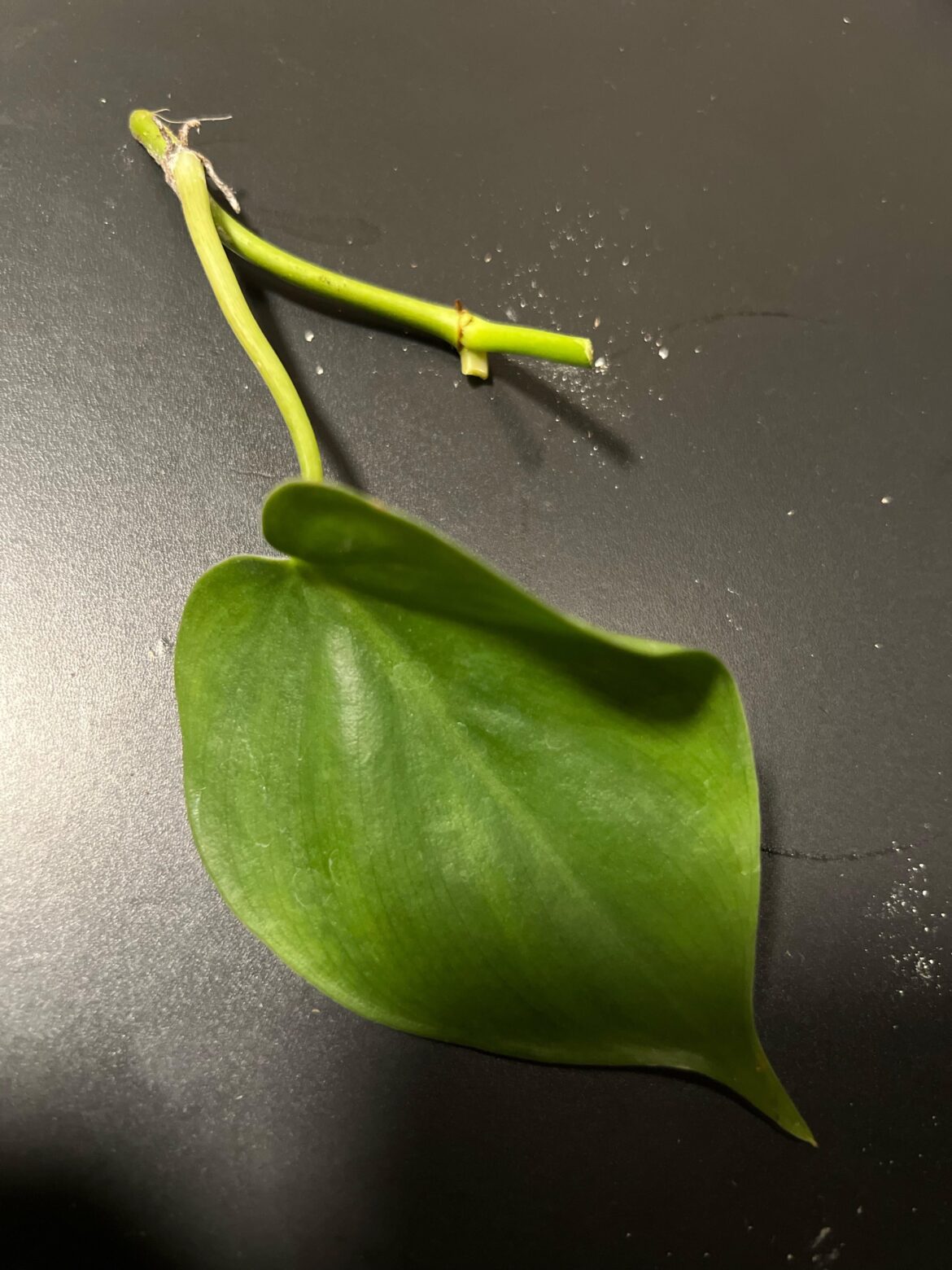 What plant?