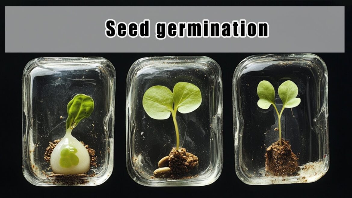 Growing Sweet Potatoes, Celery, and Pineapples: Water vs. Soil Experiment Growing Sweet Potatoes, Celery, and Pineapples: Water vs. Soil Experiment