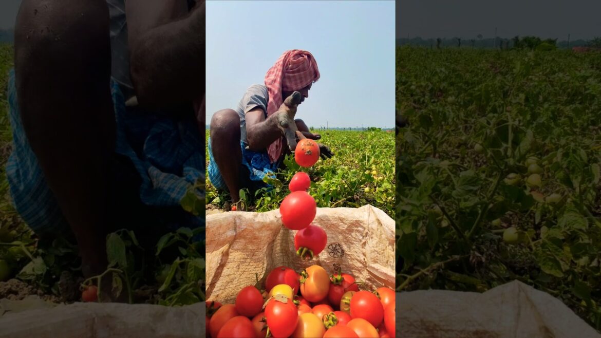 From Farm to Market: Tomatoes Picked with Care 🍅👨‍🌾 #shorts
