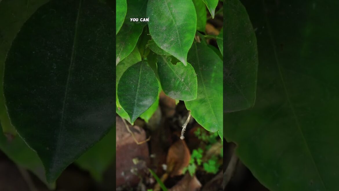 California Gardening: Growing & Harvesting Washington Navel Oranges β Sweet, Juicy & Delicious! π Growing & Harvesting Washington Navel Oranges β Sweet, Juicy & Delicious! π