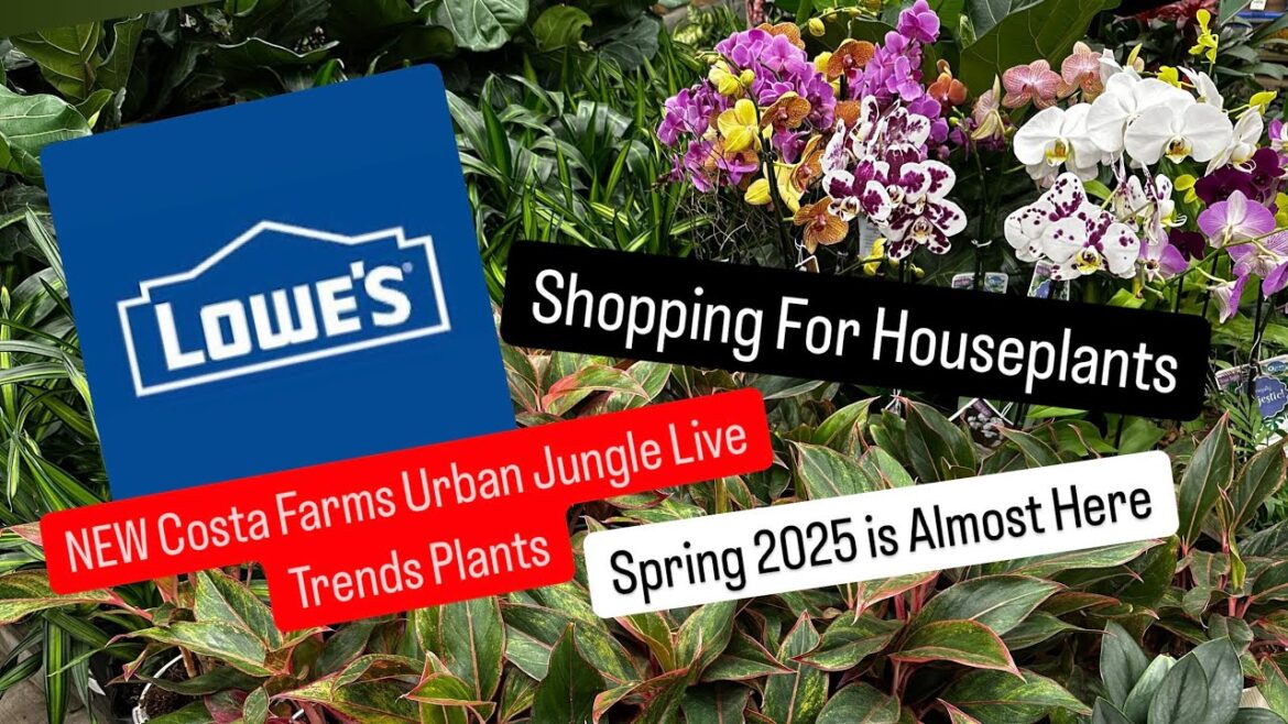 New Houseplants at Big Box Stores Home Depot and Lowe’s Plant Shopping Haul Plant Finds Costa Farms New Houseplants at Big Box Stores Home Depot and Lowe's Plant Shopping Haul Plant Finds Costa Farms