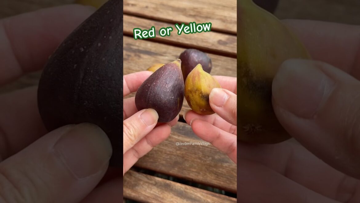 Red or Yellow Fig?? 😱 #shorts #figs #fyp